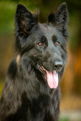 Group of shepherds at sunset