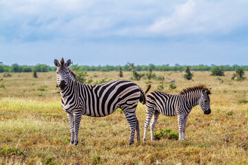 Naklejka premium Plains zebra female and cub in Kruger National park, South Africa ; Specie Equus quagga burchellii family of Equidae
