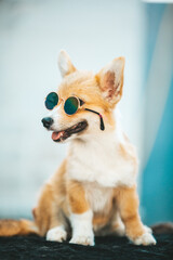 Corgi puppy wearing sunglasses