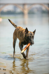 Malinois on the beach