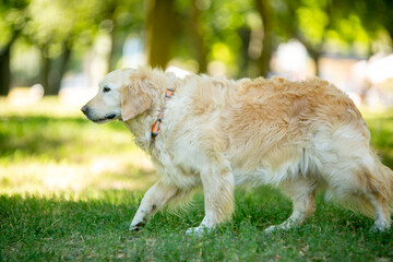 golden retriever in the park