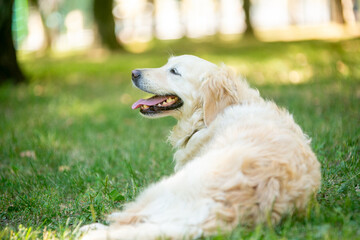 golden retriever dog