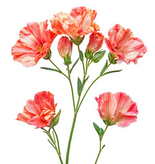 Fototapeta premium Blooming Coral Flowers: A delicate cluster of coral-hued flowers, each petal adorned with intricate patterns, blooms gracefully against a pure white backdrop. This image captures the beauty and elegan