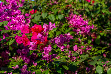pink bougainvillea flowers in the garden