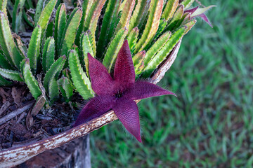 Starfish Flower