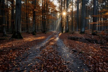 Golden sunlight streams through tall trees, casting long shadows across a forest path laden with autumn leaves, creating a serene and picturesque woodland scene.