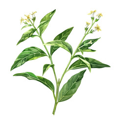 Watercolor painting of Lemon verbena, isolated on a white background, Lemon verbena vector