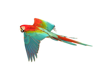 Colorful flying Green Wing Macaw parrot isolated on transparent background png file © Passakorn