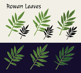 Green leaves of rowan tree. Colorful illustration. Image tracing, cleaned and simplified image. Realistic style. Silhouette imprint. Not AI.