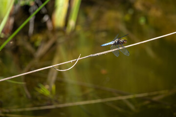 Flat blue dragonfly on a straw near a pond.