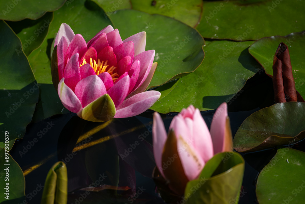 Canvas Prints pink water lily flowers with leaves.