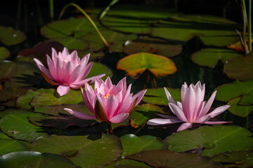 Pink water lily flowers with leaves.