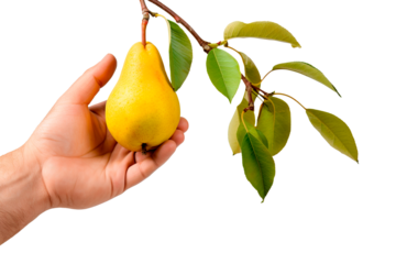 Hands picking pear from tree branch. Close up shot over isolated transparent background