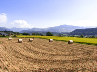 Fototapeta premium 稲を収穫した後の藁ロールが転がる風景