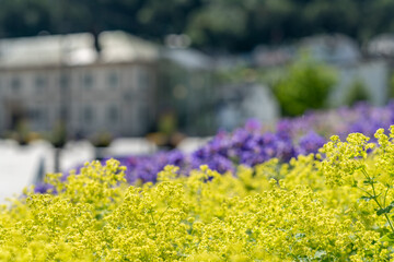 Obraz premium close up of a purple violet Geranium flower on a background of green and yellow flowers in Andalsnes