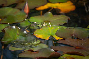 A green leafhopper rests in the water.