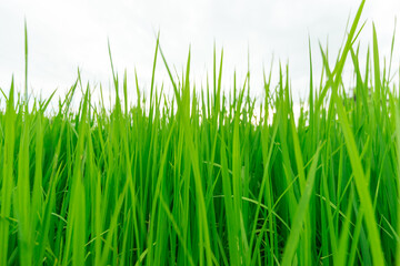 Green rice tree in the field