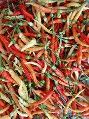 red hot chili peppers in garden Thailand 