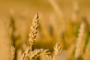 summer harvest, ripe ear of wheat in the golden hour close-up