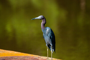 Little Blue Heron sitting on a concrete structure