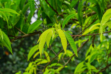 Sugar apple or Custard apple leaves close up shot. Selective focus 
