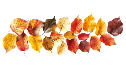 Fototapeta premium A close-up of a bunch of leaves with a white background
