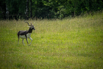 Adult antelope deer grazing outdoors.