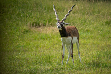 Adult antelope deer grazing outdoors.