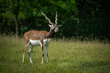 Adult antelope deer grazing outdoors.