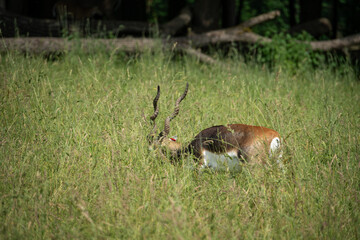 Adult antelope deer grazing outdoors.