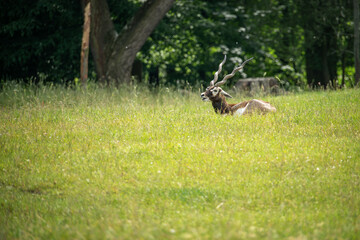 Adult antelope deer grazing outdoors.