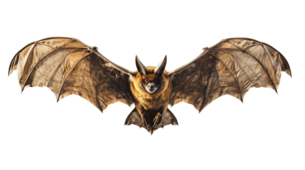 a bat with spread wing transparent background.