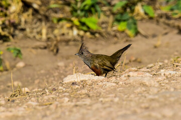 Crested Gallito , La Pampa Province, Patagonia, Argentina.