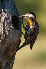 Green barred Woodpecker in forest environment,  La Pampa province, Patagonia, Argentina.