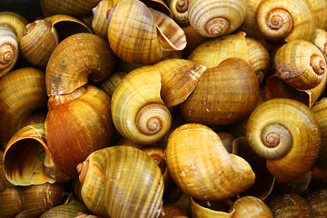 Conical shells of sea mollusks and land snails as background