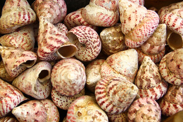 Conical shells of sea mollusks and land snails