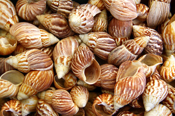 Shells of Giant African Snail, or Achatina as background