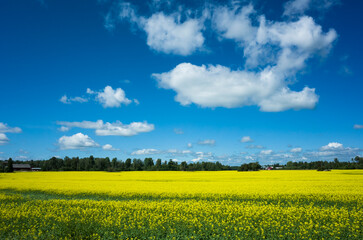 Yellow rapeseed field against blue sky with white clouds on a summer sunny day, Scandinavia countryside, Västmanland, Sweden