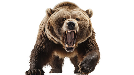 A powerful grizzly bear transparent background.