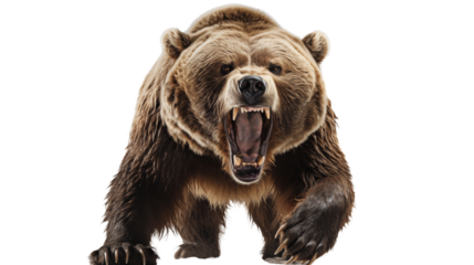 A powerful grizzly bear transparent background.