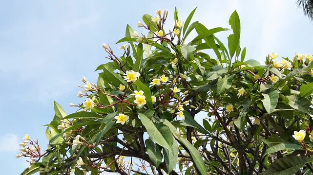 White and yellow frangipani or kamboja flowers on tree branches and green leaves swayed by the winds isolated on horizontal blue sky background.