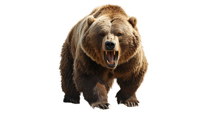 Fototapeta premium A powerful grizzly bear transparent background.