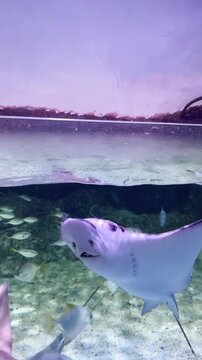 Cute gray eagle stingray salt water fish swimming around up to the surface isolated on vetical ratio clear water aquarium tank footage background.