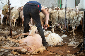 Sheep wool shearing by farmer. Shearing the wool from sheep . 