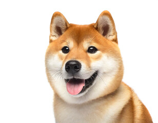 shiba inu isoliert auf weißen Hintergrund, Freisteller