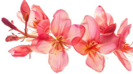 Fabaceae flower blooming in spring, isolated against a white background.