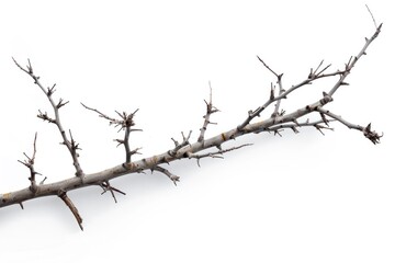 A bare tree branch without leaves