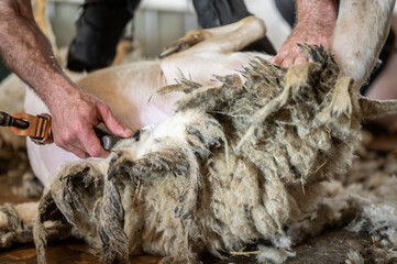 Sheep wool shearing by farmer. Shearing the wool from sheep . 