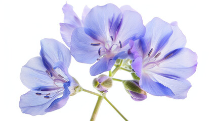 Fabaceae flower blooming in spring, isolated against a white background.