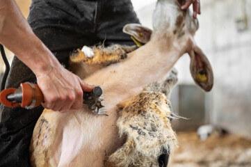 Sheep wool shearing by farmer. Shearing the wool from sheep . 